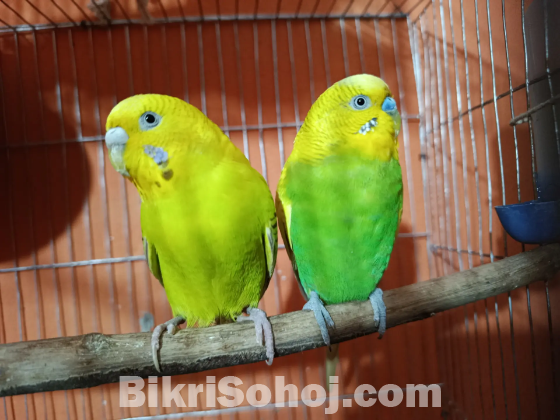 বাজরিগার পাখি